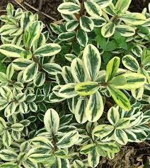 variegated