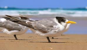 tern