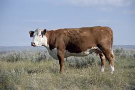 bovine