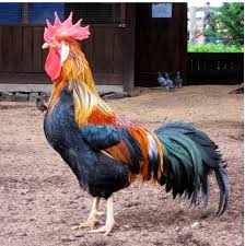 rooster