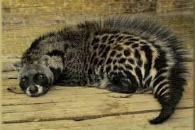 civet