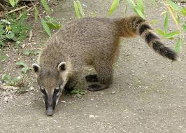 coati