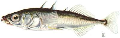 stickleback