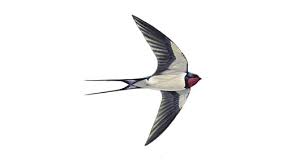 swallow