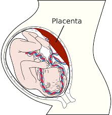 placental