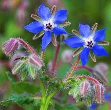 borage