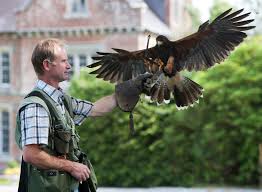 falconry