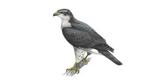 goshawk