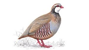 partridge