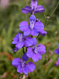 larkspur