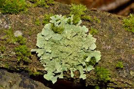 lichen