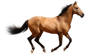 horse