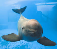 porpoise