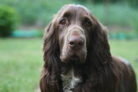 spaniel