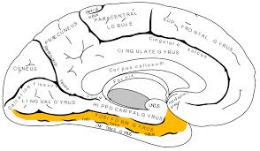 fusiform