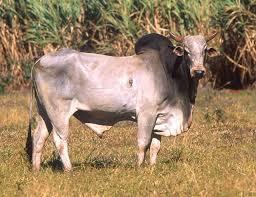 zebu