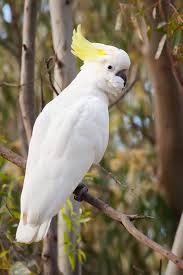 cockatoo