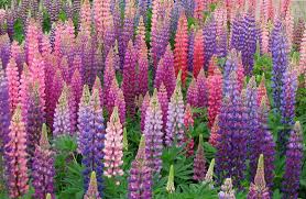 lupine