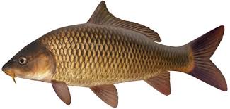 carp