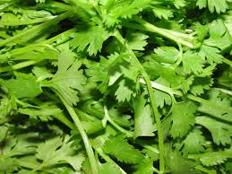 coriander