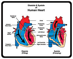 systolic