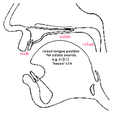 palatal