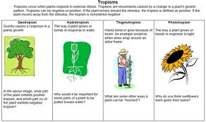 tropism