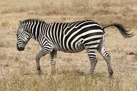 zebra