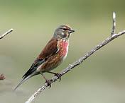 linnet