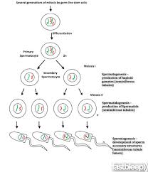 spermatogenesis