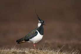 lapwing