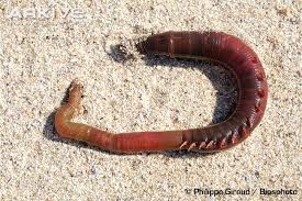 lugworm