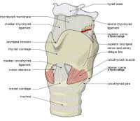 larynx