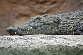 crocodile