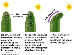 phototropism