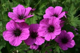 geranium