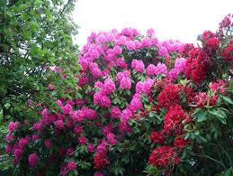 rhododendron