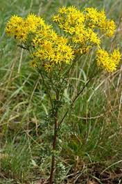 ragwort