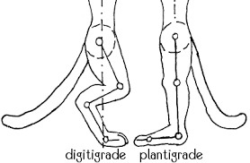 plantigrade