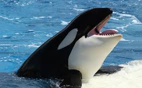 orca