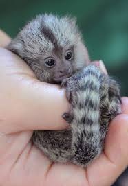 marmoset