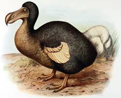 dodo