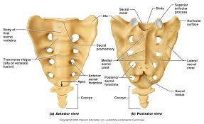 sacrum