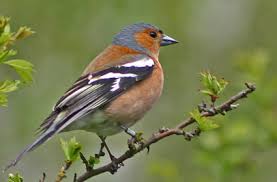 chaffinch