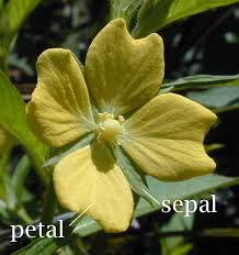 sepal