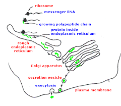 secretion