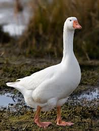 goose