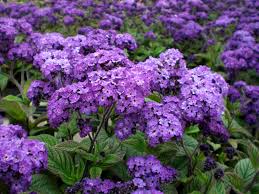 heliotrope