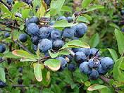 sloe