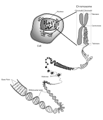 chromosome